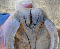 NT Dry will fix this horse hoof