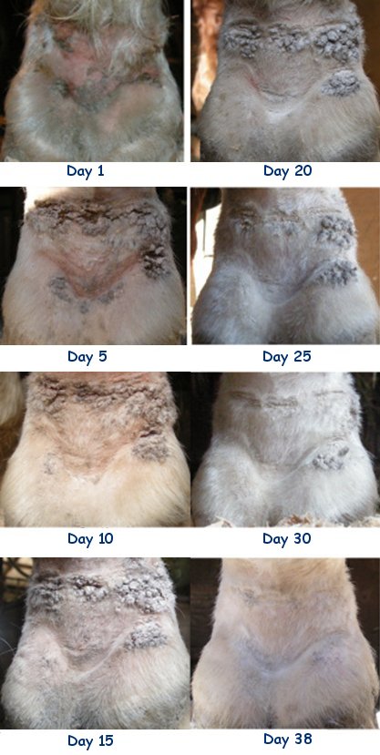 The 38 day results of using NT-Dry on your horse